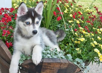 Small Pomsky Names for Dogs