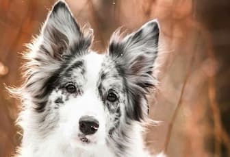 Top Names for Blue and Merle Dogs