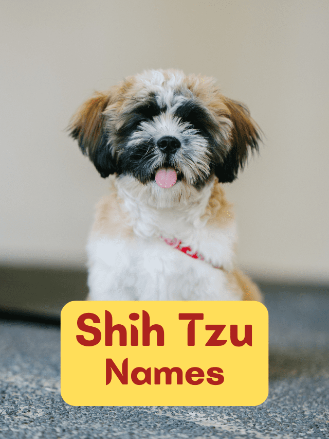 100+ Shih Tzu Dog Names: Playful, Meaningful & Cute Ideas