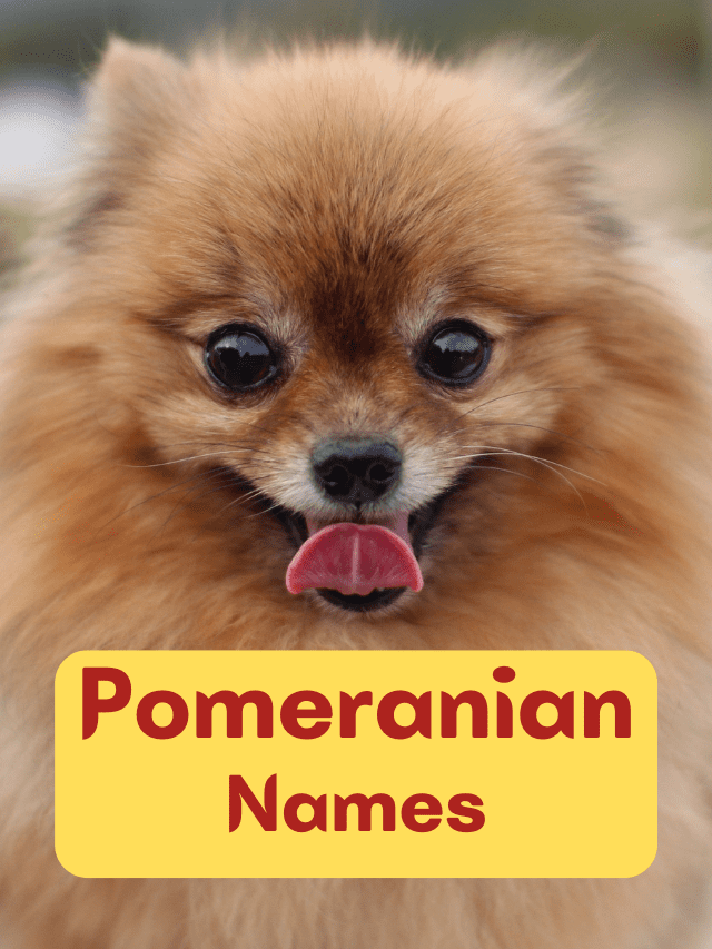 110+ Best Pomeranian Dog Names With Meanings