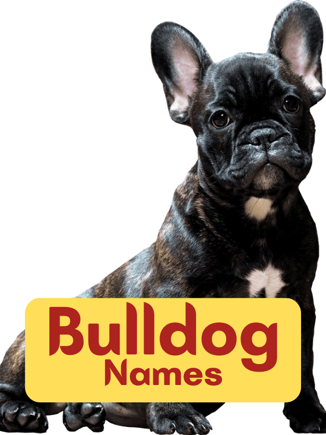 200+ Bulldog Names for Your Kind and Courageous Canine