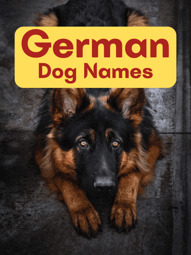 200-german-dog-names-with-meanings-dog-names-2022