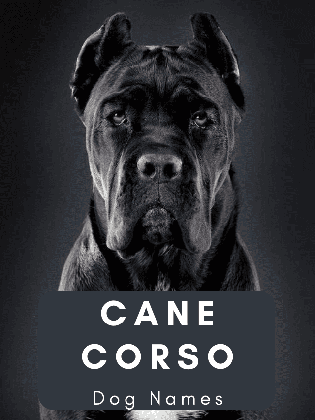 250+ Badass Italian Cane Corso Dog Names