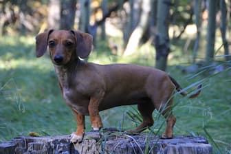 Female Dachshund Names for Little Doxies
