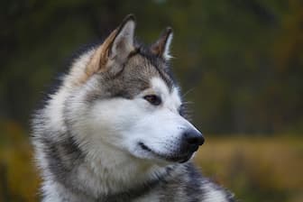 Female Eskimo Dog Names