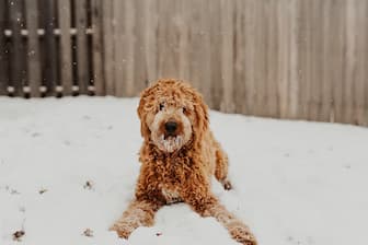 Goldendoodle Names for Female Dogs