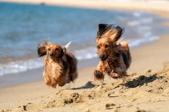 Hawaiian Names for Male and Female Dogs