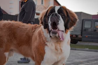 Male and Female Ironic Names for Big Dogs