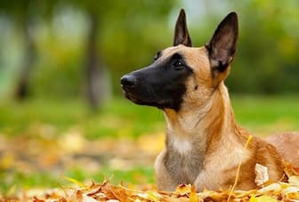 Meaningful Belgian Malinois Names by Personality Traits
