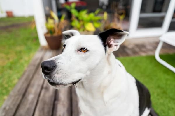 Names of Things That Are Black and White Dogs