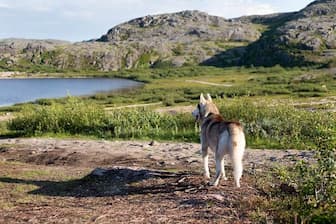 Nordic Male Dog Names