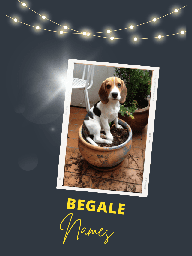 The 160 Most Popular Beagle Names