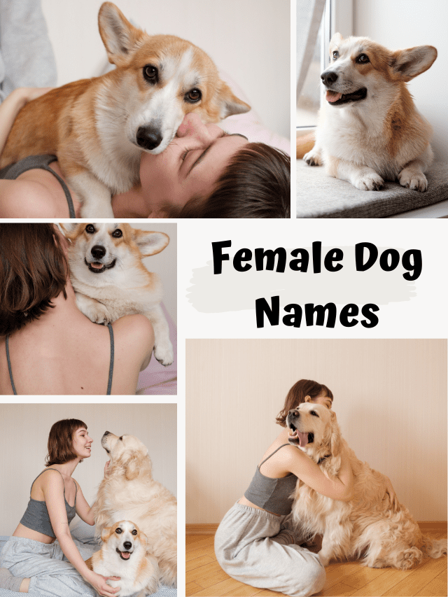 top-10-cute-female-dog-names-with-meanings-dog-names-2022