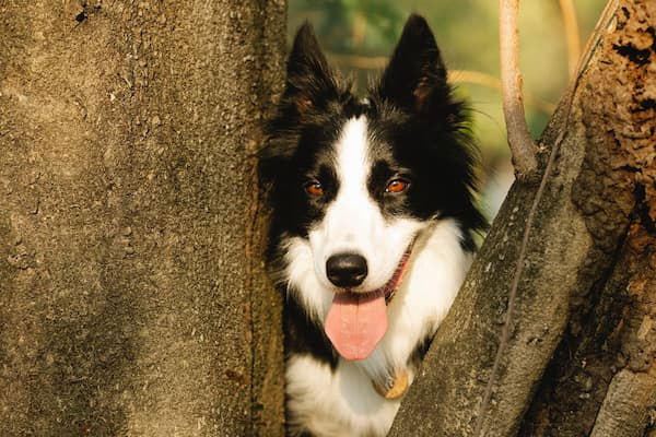 Unique Names for Black and White Dogs