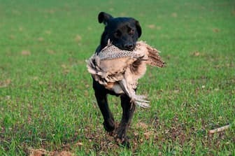 Badass Duck Hunting Dog Names for Male and Female Puppies