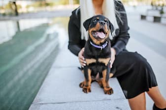 Exotic Female Doberman Names for Your Loyal Friend