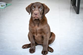Female Chocolate Labrador Names