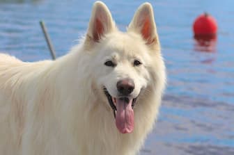 A Complete List of 130+ White German Shepherd Names 2023