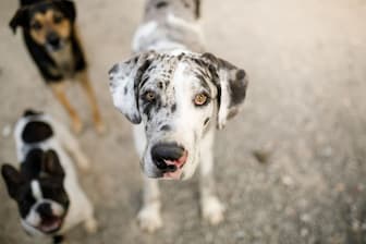Good Names for Female Great Danes