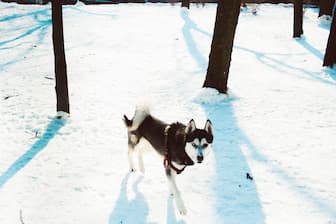 Male Husky Names with Blue Eyes