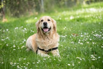 Male and Female Labrador Dog Names with Meanings