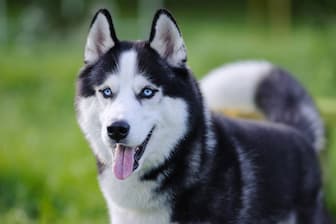 Meaningful Male Husky Names with Blue Eyes