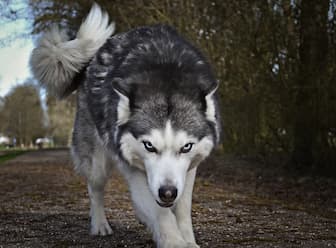Names for Huskies with Blue Eyes