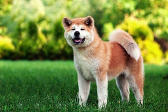 Popular Female Japanese Dog Names
