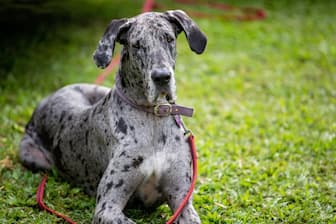Unique Meaningful Female Great Dane Names