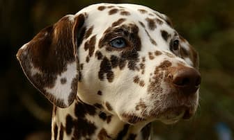 Unconventional Dalmatian Dog Names