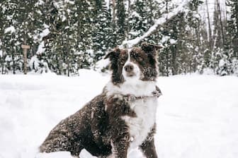 Adorable Storm-Related Dog Names for Males and Females