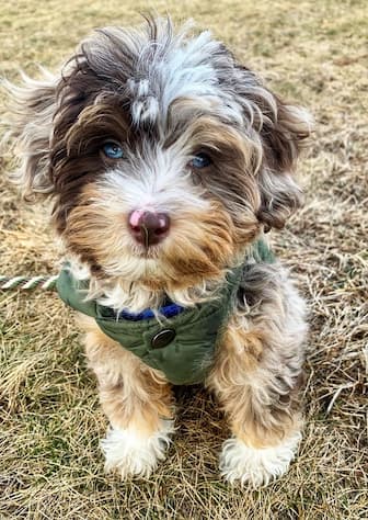 Best Aussiedoodle Names for Boys and Girls