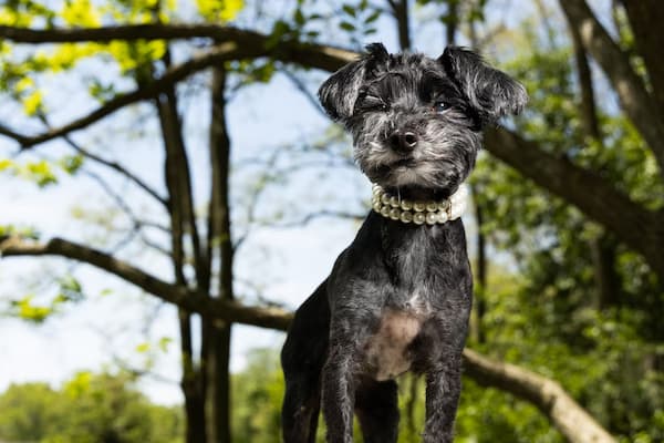 Uncommon Fancy Names for Small Dogs
